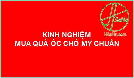 KINH-NGHIEM-MUA-QUA-OC-CHO-MY-HSAHA-1