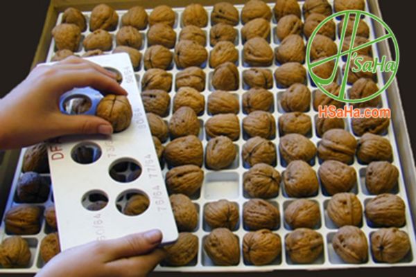Cách chọn quả óc chó ngon cách chọn quả óc chó ngon